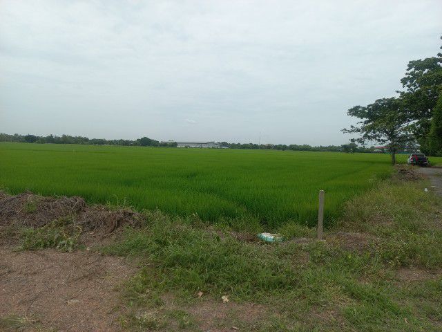 ขายที่ดิน2ไร่