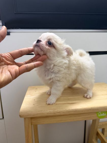 ชิวาวา (Chihuahua) เล็ก ชิวาวาเพศผู้ ปิดการขายครับ