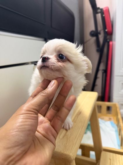 ชิวาวาเพศผู้ ปิดการขายครับ รูปที่ 3