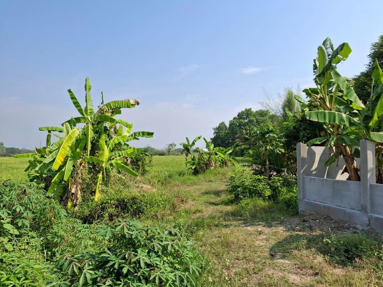 ที่ดิน รูปที่ 2