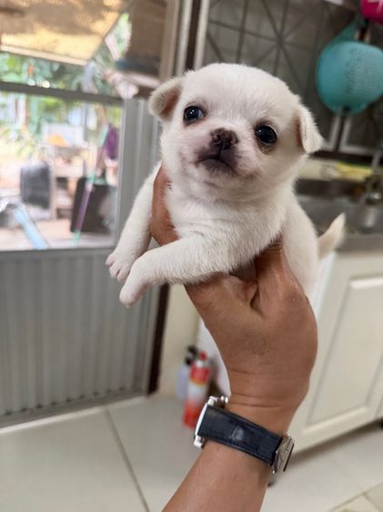 ชิวาวา (Chihuahua) เล็ก ชิวาวาขนยาวเพศหญิง ปิดการขายครับ