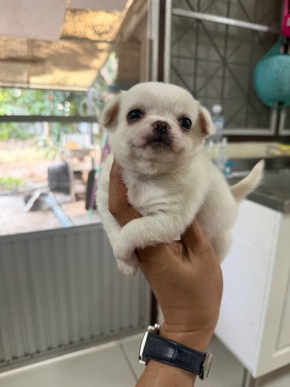 ชิวาวาขนยาวเพศหญิง ปิดการขายครับ รูปที่ 3