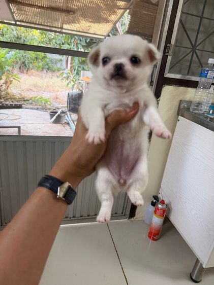 ชิวาวาขนยาวเพศหญิง ปิดการขายครับ รูปที่ 4