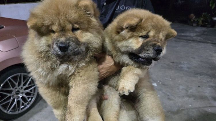 น้องเชาเชา เกิด 7 ธ.ค. 68  ชาย1 หญิง1 วัคซีนเข็ม2 สุขภาพแข็งแรง โทร 0895740888 รูปที่ 2