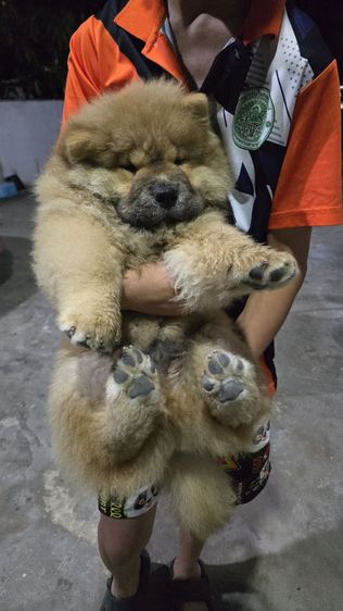 น้องเชาเชา เกิด 7 ธ.ค. 68  ชาย1 หญิง1 วัคซีนเข็ม2 สุขภาพแข็งแรง โทร 0895740888 รูปที่ 11