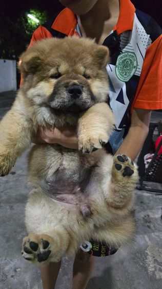 น้องเชาเชา เกิด 7 ธ.ค. 68  ชาย1 หญิง1 วัคซีนเข็ม2 สุขภาพแข็งแรง โทร 0895740888 รูปที่ 8