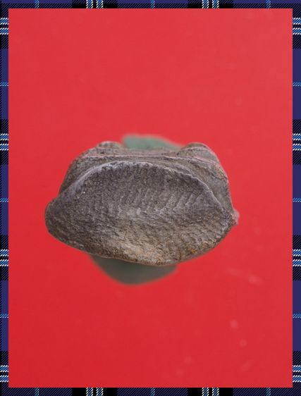 r76-r77.พระรอด-หลวงปู่เผือก องค์ๆละ 419 บ. พร้อมส่ง EMS ค่ะ รูปที่ 4