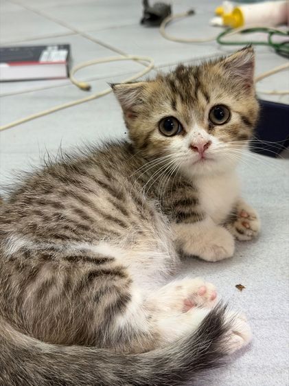 แมวมัชกิ้น munchkins รูปที่ 4