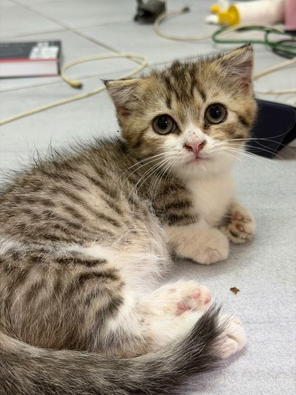 แมวมัชกิ้น munchkins รูปที่ 3