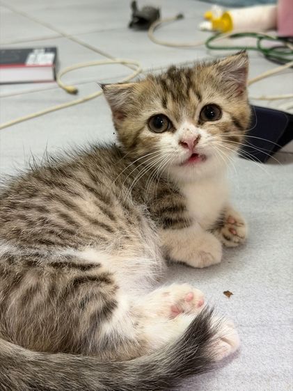 แมวมัชกิ้น munchkins รูปที่ 5