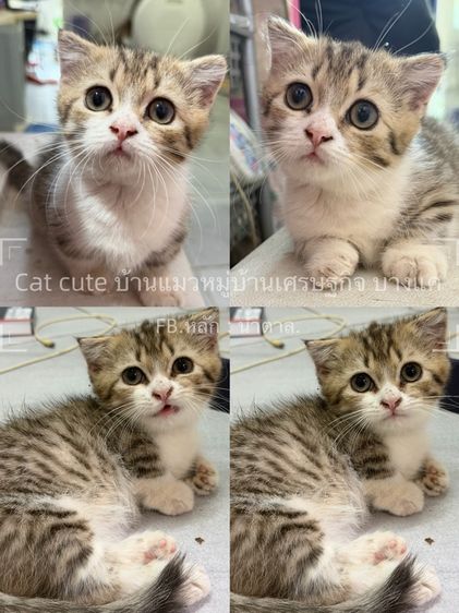 แมวมัชกิ้น munchkins