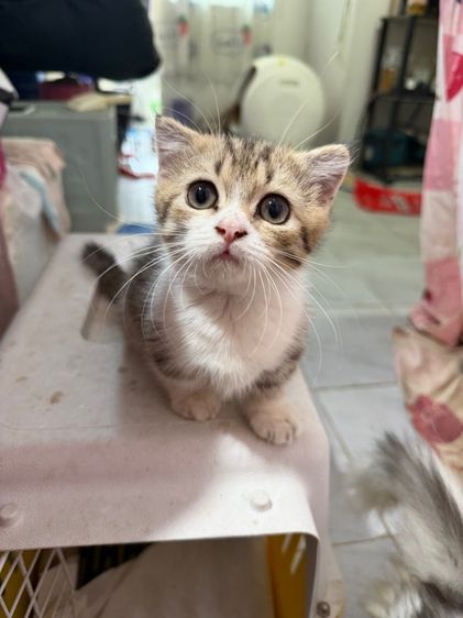 แมวมัชกิ้น munchkins รูปที่ 2