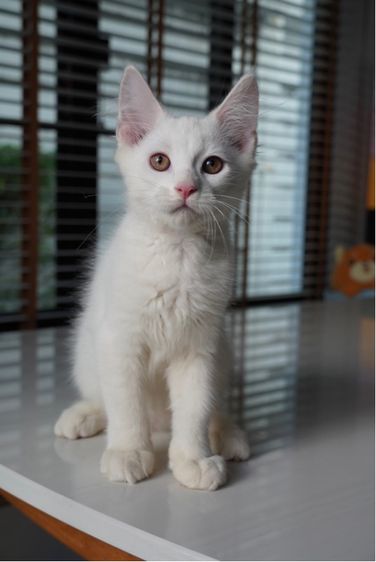 เมนคูนผสม รูปที่ 2