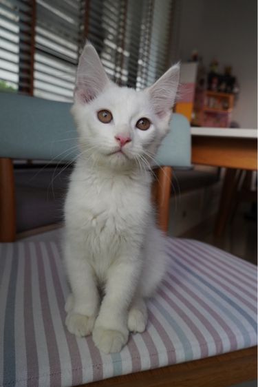 เมนคูนผสม รูปที่ 5