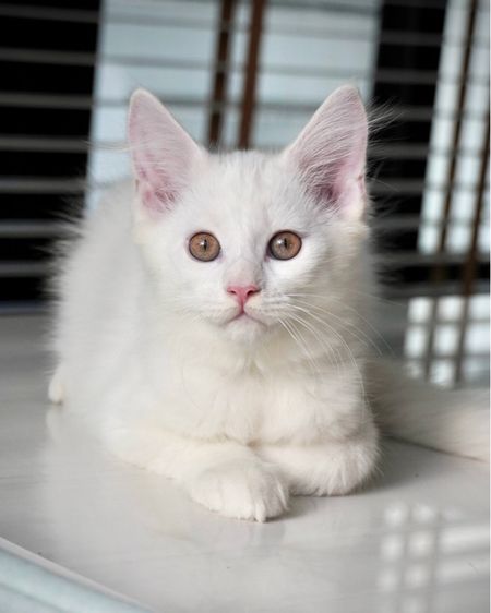 เมนคูนผสม รูปที่ 4