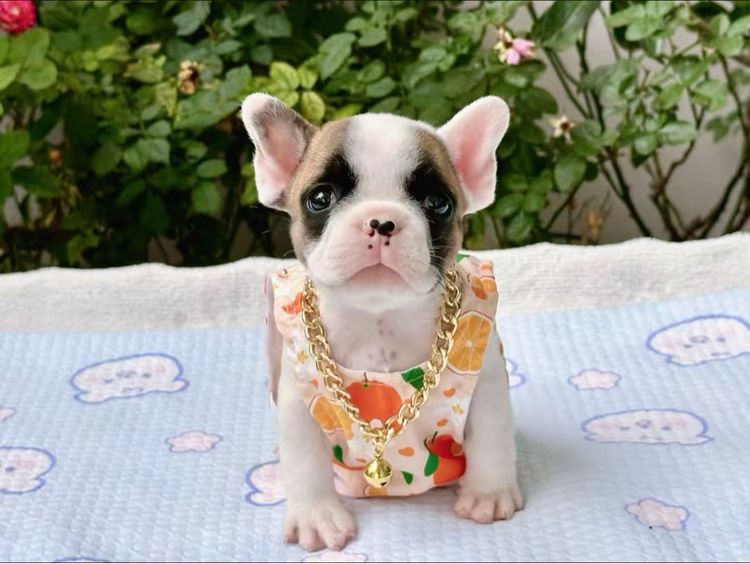 เฟรนบลูด็อก ชาย รูปที่ 8