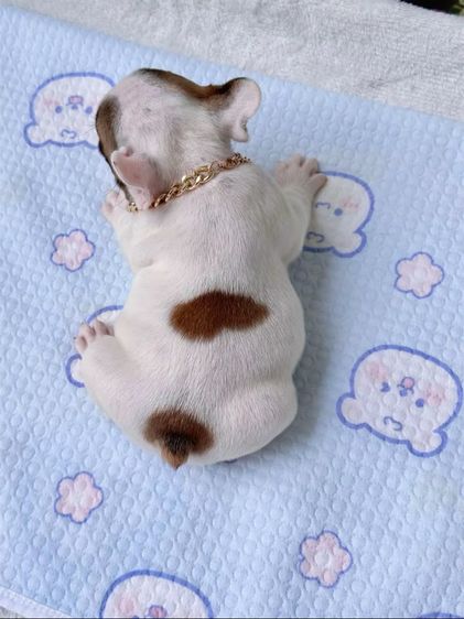 เฟรนบลูด็อก ชาย รูปที่ 17