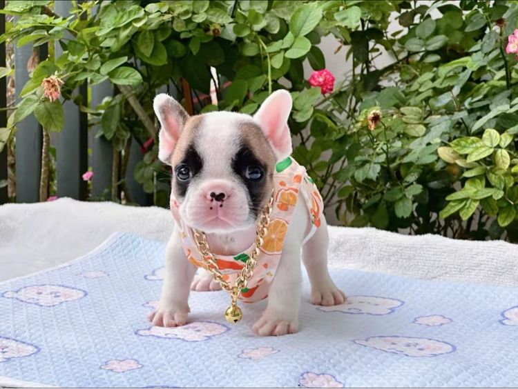 เฟรนบลูด็อก ชาย รูปที่ 15