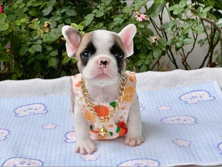 เฟรนบลูด็อก ชาย รูปที่ 6