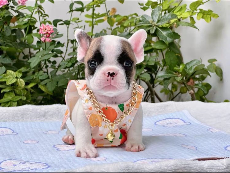 เฟรนบลูด็อก ชาย รูปที่ 13