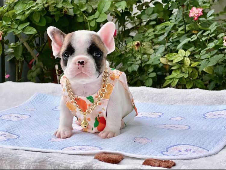 เฟรนบลูด็อก ชาย รูปที่ 5