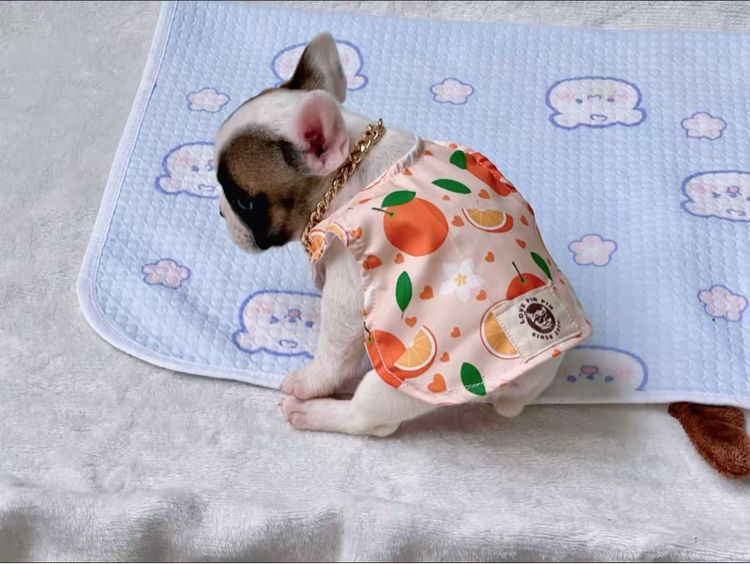 เฟรนบลูด็อก ชาย รูปที่ 16