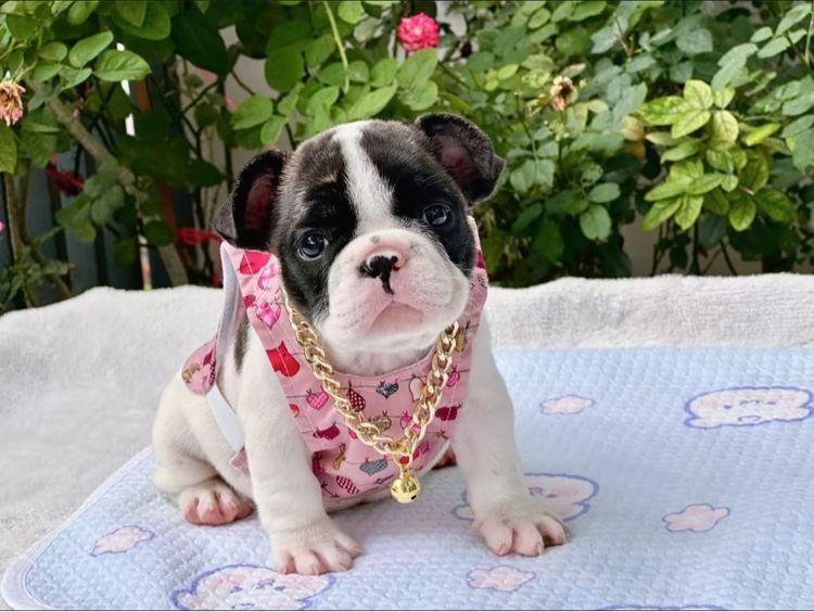 เฟรนบลูด็อก หญิง  รูปที่ 6