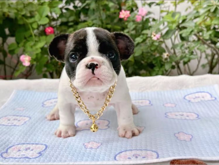 เฟรนบลูด็อก หญิง  รูปที่ 14