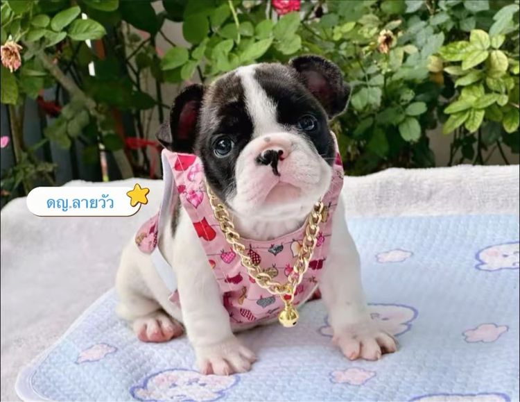 เฟรนช์ บูลด็อก (French Bulldog) เล็ก เฟรนบลูด็อก หญิง 