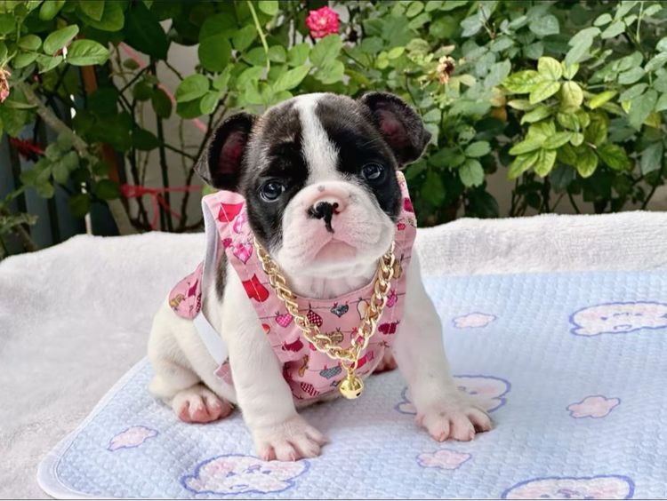 เฟรนบลูด็อก หญิง  รูปที่ 4