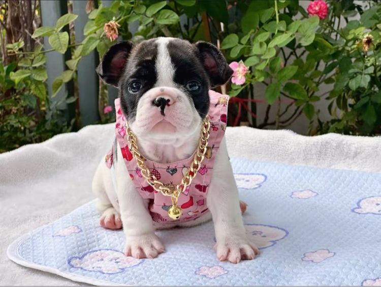 เฟรนบลูด็อก หญิง  รูปที่ 9