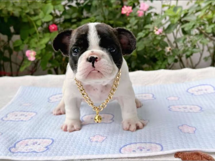 เฟรนบลูด็อก หญิง  รูปที่ 13