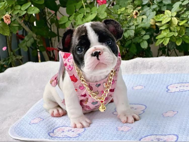 เฟรนบลูด็อก หญิง  รูปที่ 2