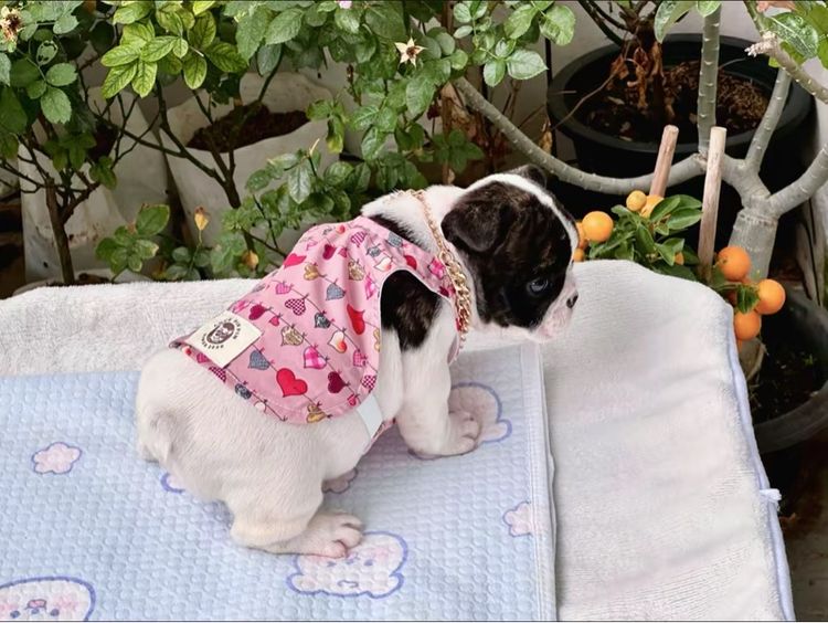 เฟรนบลูด็อก หญิง  รูปที่ 10