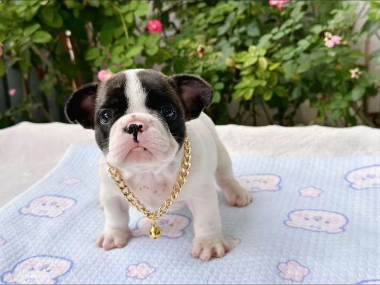 เฟรนบลูด็อก หญิง  รูปที่ 18