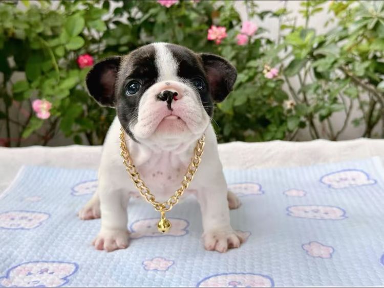 เฟรนบลูด็อก หญิง  รูปที่ 12