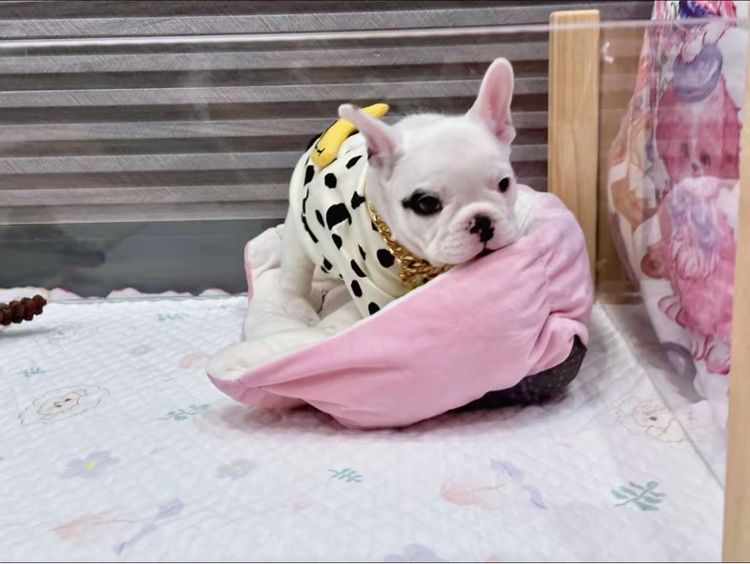 เฟรนบลูด็อก ชาย รูปที่ 14