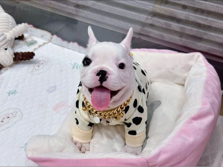 เฟรนบลูด็อก ชาย รูปที่ 13