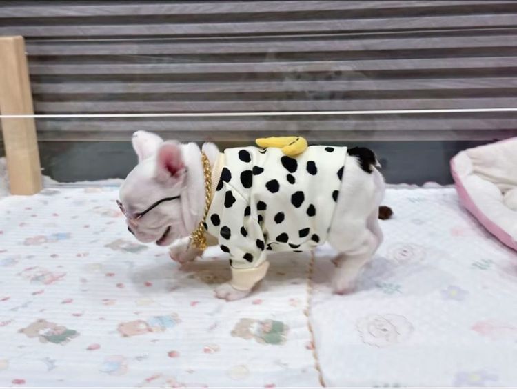 เฟรนบลูด็อก ชาย รูปที่ 7