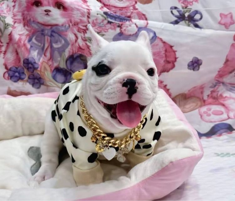 เฟรนบลูด็อก ชาย รูปที่ 6