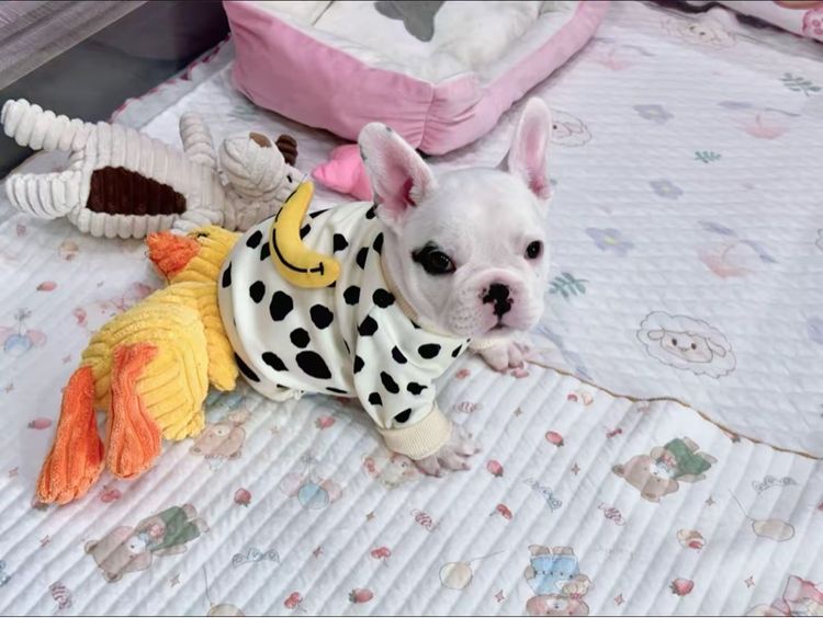 เฟรนบลูด็อก ชาย รูปที่ 15