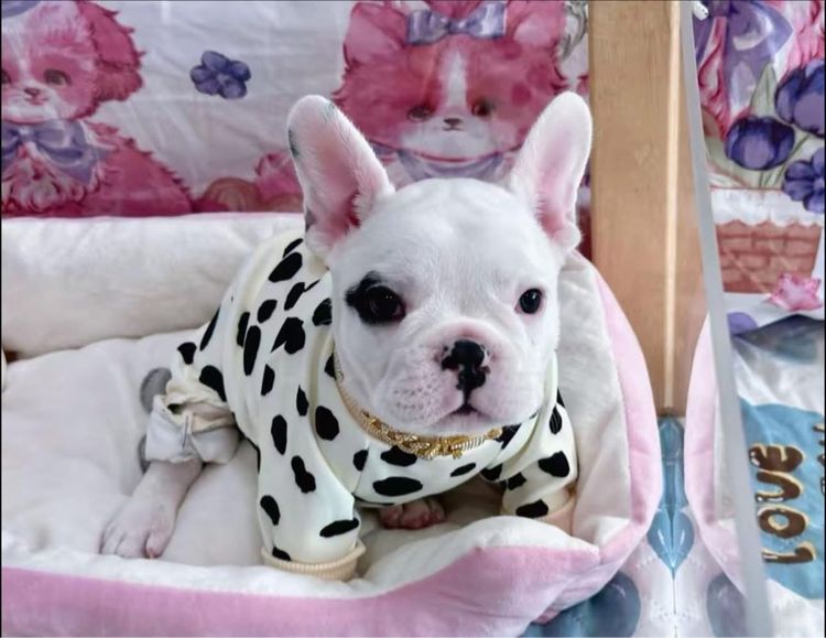 เฟรนบลูด็อก ชาย รูปที่ 10