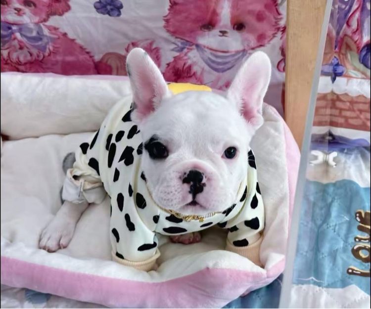 เฟรนบลูด็อก ชาย รูปที่ 9