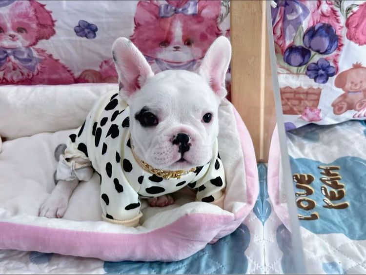 เฟรนบลูด็อก ชาย รูปที่ 16