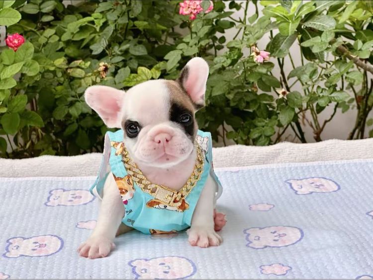 เฟรนบลูด็อก ชาย รูปที่ 5