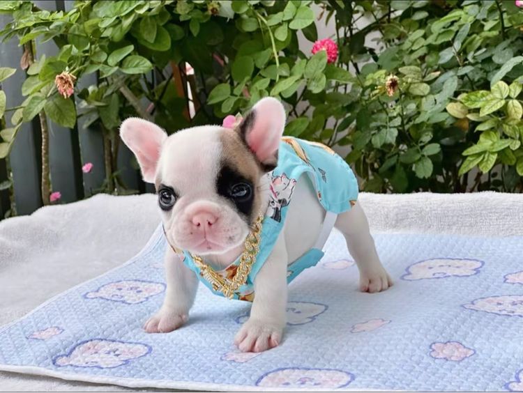 เฟรนบลูด็อก ชาย รูปที่ 14