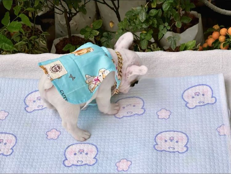 เฟรนบลูด็อก ชาย รูปที่ 16