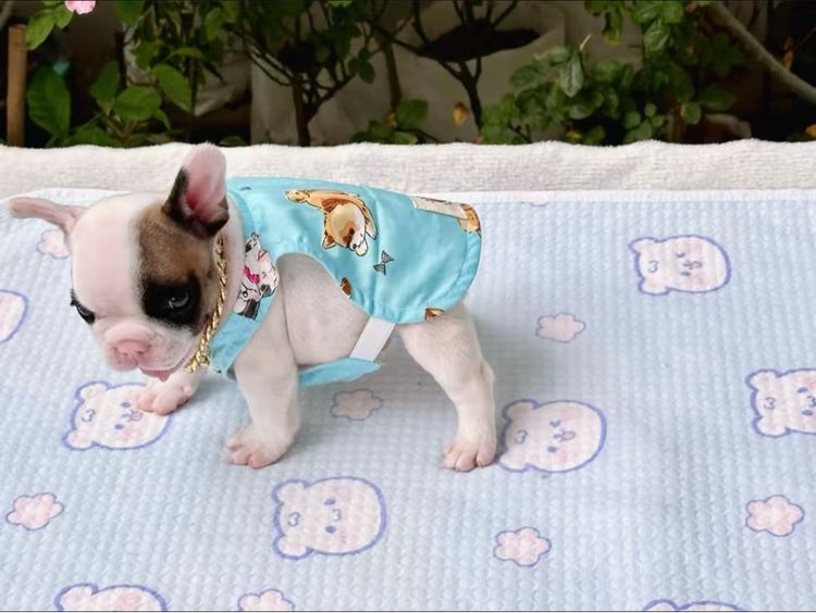 เฟรนบลูด็อก ชาย รูปที่ 13