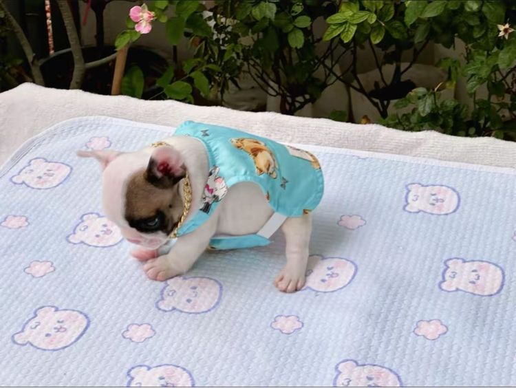 เฟรนบลูด็อก ชาย รูปที่ 12