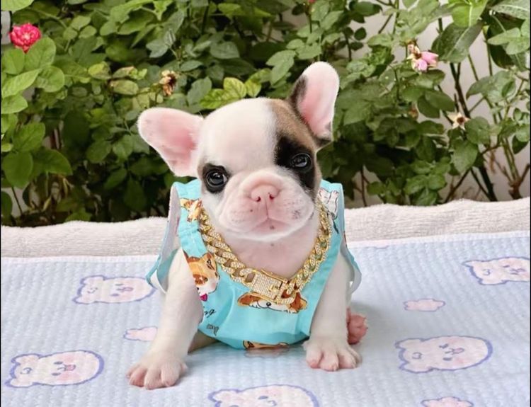 เฟรนบลูด็อก ชาย รูปที่ 2